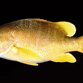 /estilo-de-vida/como-limpiar-efectivamente-pescado-ultimos-dias-cuaresma