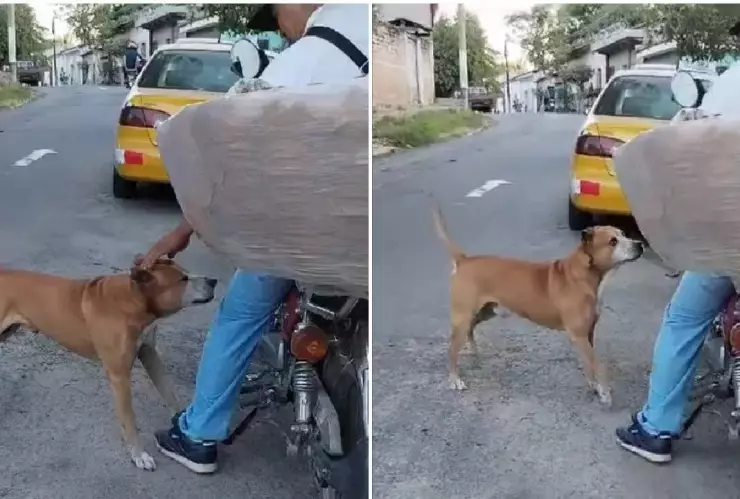 Así es como este tierno perro pide pan a un vendedor; se viraliza en redes.jpg