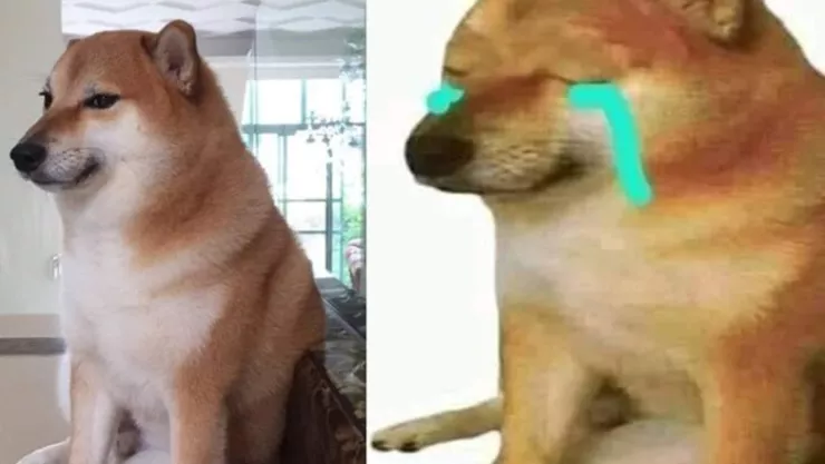 Cheems, el perrito de los memes, est&aacute; enfermo; esto es lo que tiene
