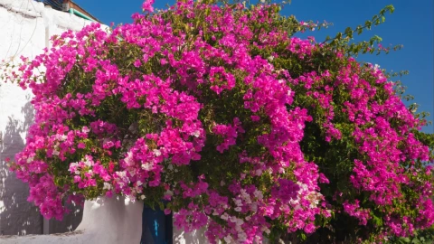 El árbol medicinal de flores hermosas que ayuda contra la diabetes y la tos