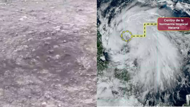 VIDEO_ ¿Mal augurio_ Captan extraño comportamiento de hormigas en Yucatán ante la llegada de Tormenta Tropical Helene