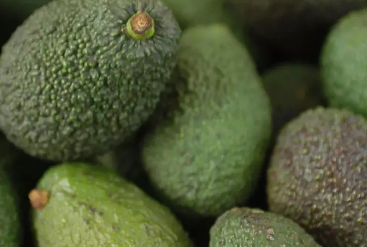 Aguacate