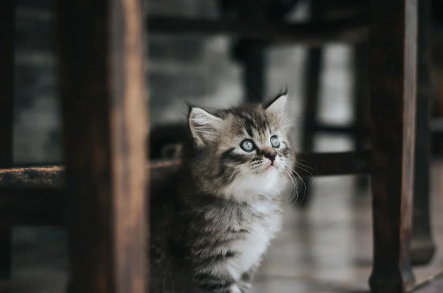 Científicos chinos encontraron anticuerpos contra el COVID-19 en la sangre de los gatos. Según los estudios de la Universidad Agrícola de Huazhong y el Instituto de Virología de Wuhan, parte de los animales presentaron rastros del nuevo coronavirus.