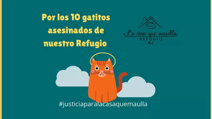 Asesinan a 10 gatitos en instalaciones de“La Casa de Maúlla Refugio AC”,