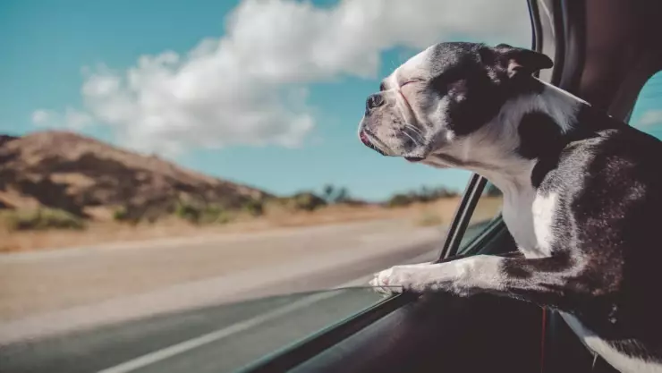 Esto debes hacer si tu mascota sufre un golpe de calor