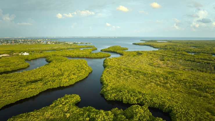 Fotografía de los Everglades, en Florida.