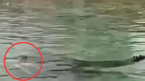 cocodrilo en Indonesia