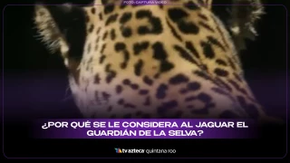 ¿Por qué se le considera al jaguar el guardián de la selva? Aquí te lo explicamos