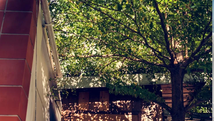¿Podar el árbol de tu vecino es un delito? Esto dice la ley mexicana.