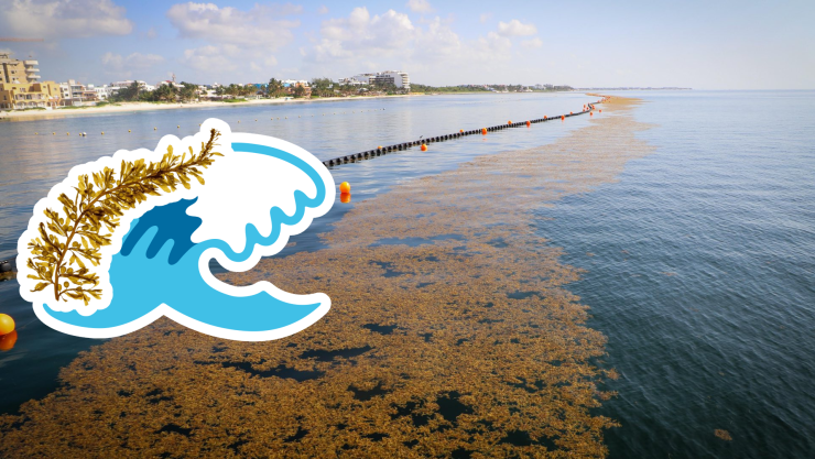 Playas libres de sargazo en Quintana Roo HOY 6 de julio de 2025_ Lista desde Holbox, Cancún y hasta Tulum.jpg