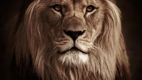 Ataque de león MATA a un niño de 6 años en un zoológico