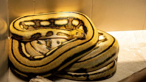 Pitón reticulada