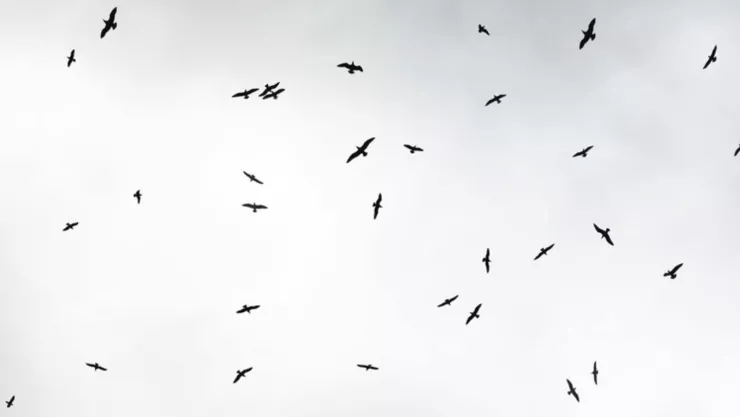 Hombre canta feo y lo atacan las aves