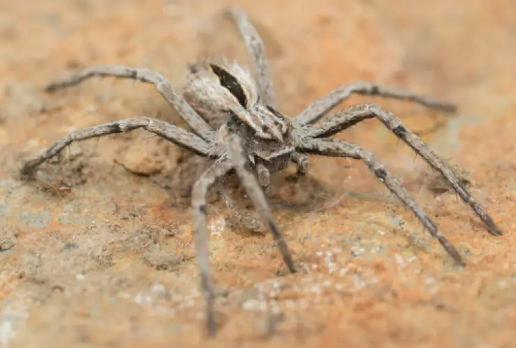 Thanatus-fabricii-araña-macho-somete-hembras