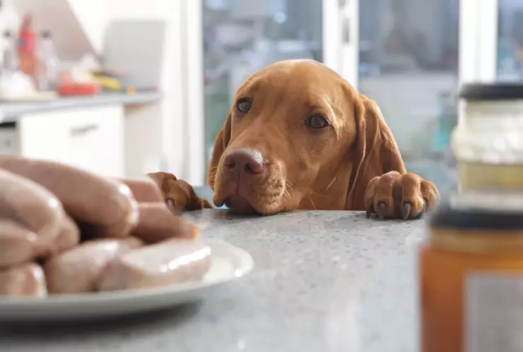 Alimentos prohibidos para perros