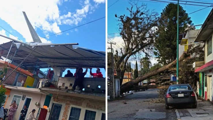 Las rachas de viento provocaron caída de árboles en distintos puntos de Xalapa