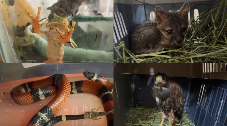 decomisan-345-animales-exoticos-en-el-baratillo-guadalajara-varios-estaban-deshidratados