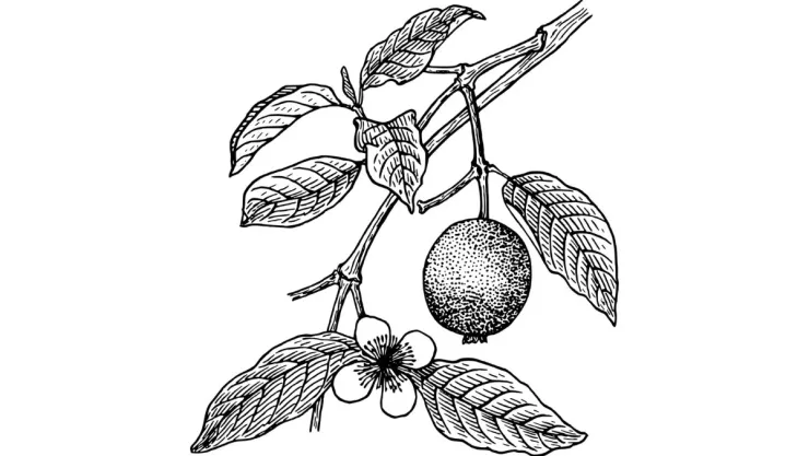 /estilo-de-vida/como-usar-hojas-guayaba-crecer-cabello