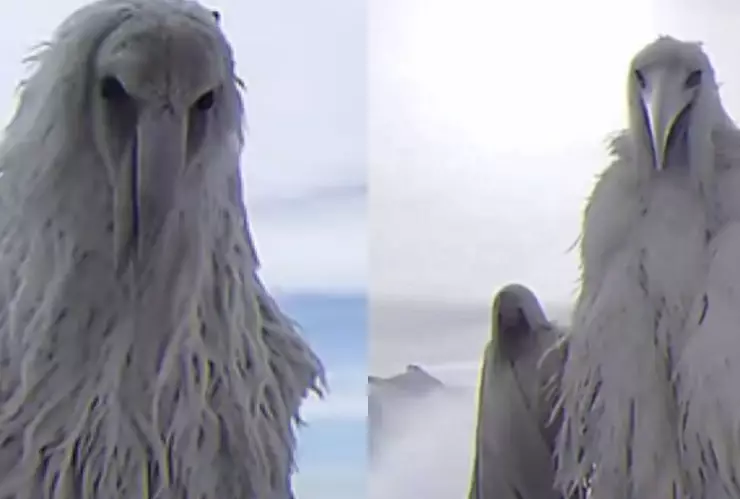 Opium Bird o Erosion Bird TIKTOK