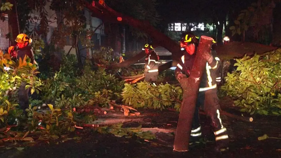 arbol-cae-calles-de-colonia-san-miguel-chapultepec