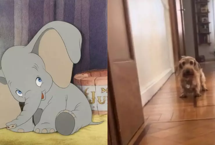 Así luce la perrita de las orejas voladoras; parece que va a despegar como Dumbo | VIDEO