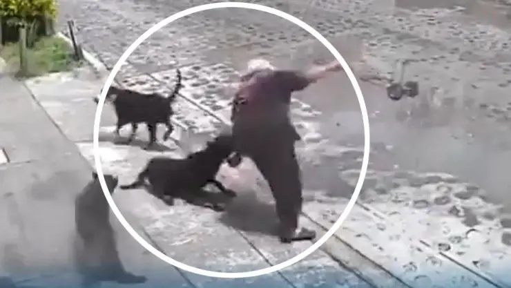 Ataque perros.jpg