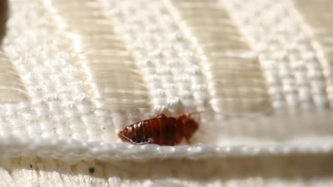 El enemigo mortal de las chinches que las elimina en 3 minutos, según la ciencia