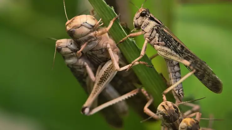 plaga langostas ilustrativa.jpg