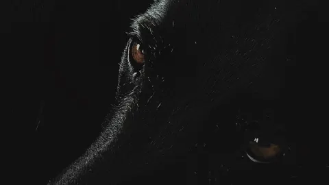 Familia adopta un perro y resulta ser un OSO en peligro de extinción