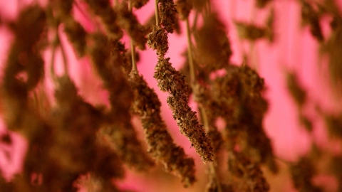 marihuana Paraguay