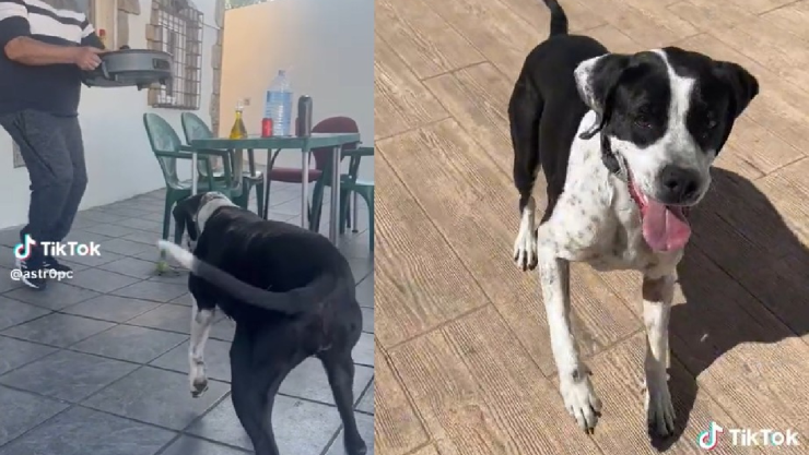 La perrita Lola bailó “La Vaca” y enterneció la plataforma de TikTok.