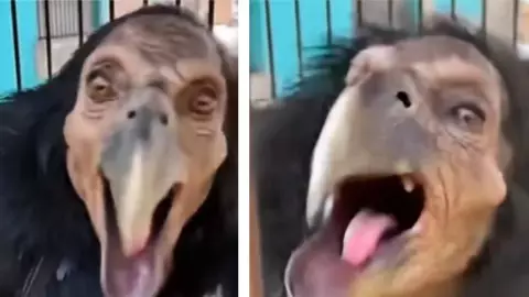 INCREÍBLE VIDEO: Capturan supuesta BRUJA que se transforma en PÁJARO