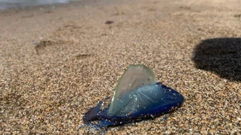 Criaturas azules en California / Velella de cerca