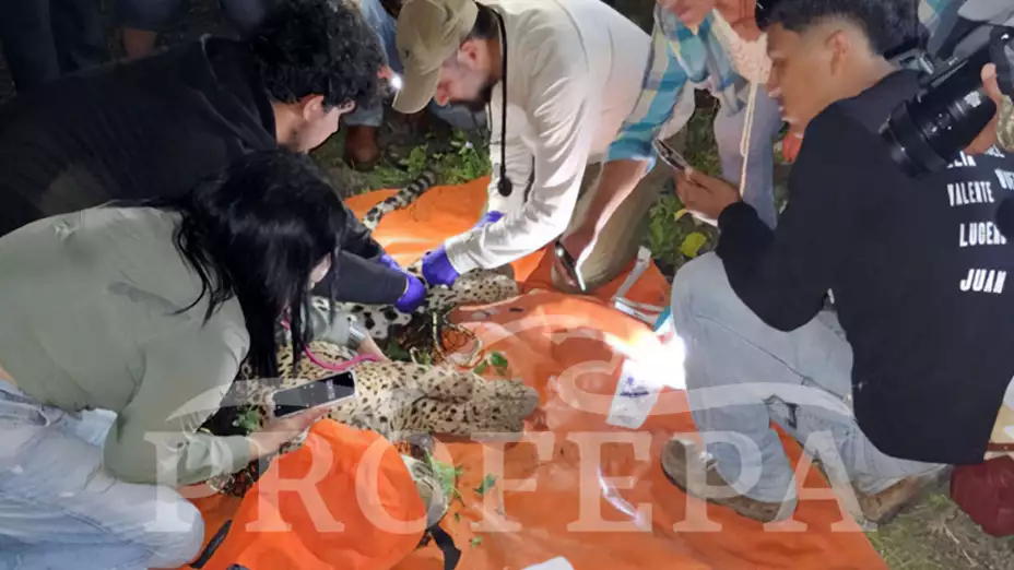 Revisión de un jaguar capturado.