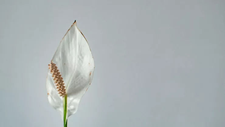 Cuna de Moisés: ¿Por qué y cómo usar azúcar para fertilizarla?