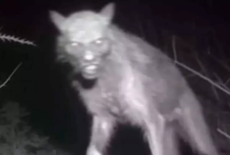 Captan a supuesto nahual en un rancho de Oaxaca ¿Verdad o mentira?