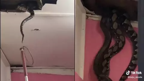 Encuentran dos pitones gigantes en Malasia.