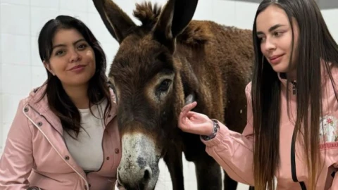 Agresor de burrita “Oli” vinculado a proceso, Cadereyta, Querétaro