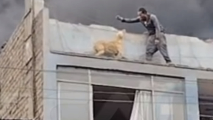 Indigente salva a perro en Perú