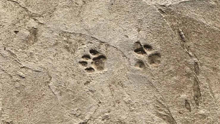 Descubren nueva especie de gato llamada “tilcayo”