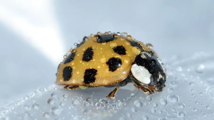 catarina intestino colonoscopia.jpg