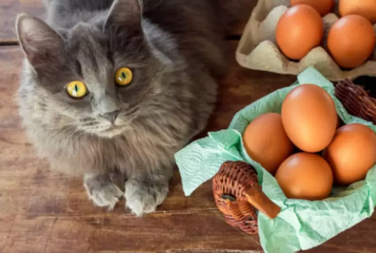 Estas son las veces a la semana que le puedes dar huevo a tu gato