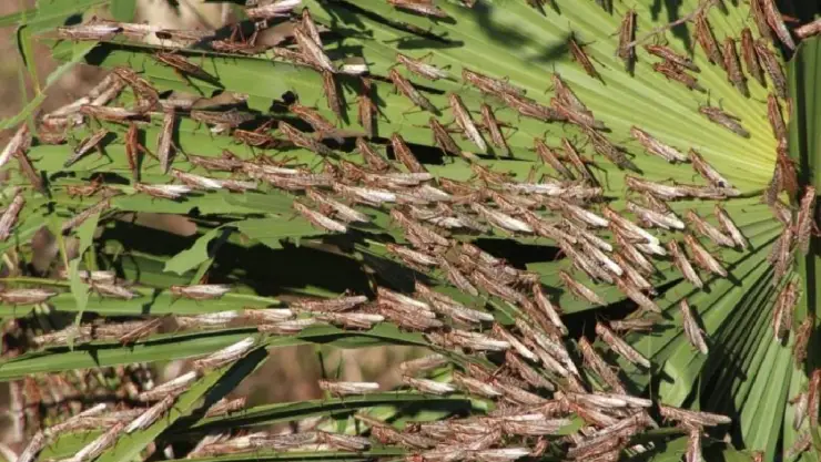 VIDEO_ Plaga de langostas INVADEN el cielo del centro de Mérida.