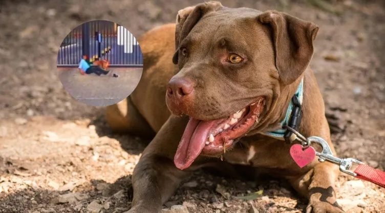 perro-pitbull-brasil-video