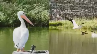 pelícano parque central