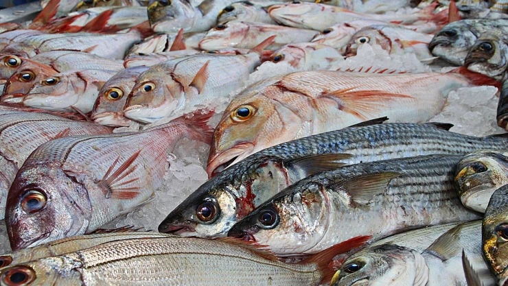 Queretanos consumen menos pescado por tu alto costo