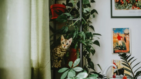 Existen diferentes penas para quien comete maltrato animal en Puebla en 2024.