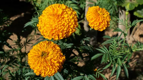 Día de Muertos 2023 Aprende a diferenciar el cempasúchil chino del mexicano