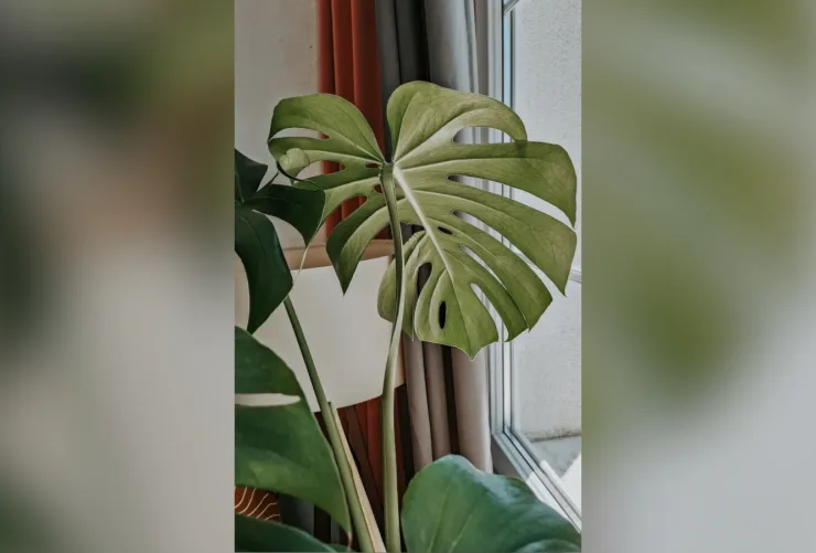 Costilla de Adán o Monstera deliciosa la planta de hojas agujeradas perfecta para decorar el comedor