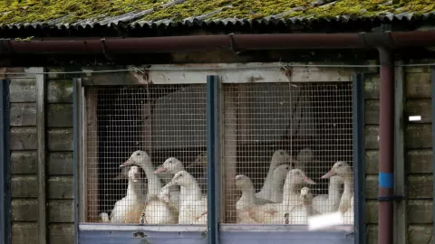 OMS confirma muerte por gripe aviar en China